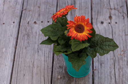 Orange and yellow gerbera daisies in an aqua pot on a rustic wood picnic tableの写真素材