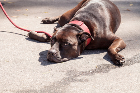 Chocolate brown Staffordshire terrier dog mix relaxes on the ground at the end of a leash on a warm summer day.の写真素材