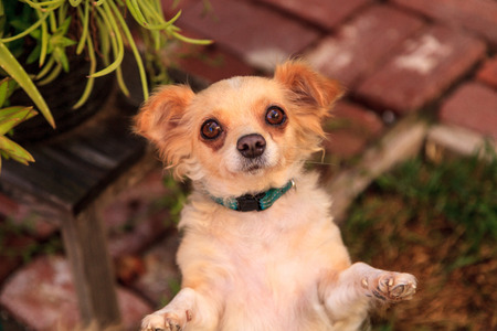 Small long haired Chihuahua mixed breed dog with big eyes begs for foodの写真素材
