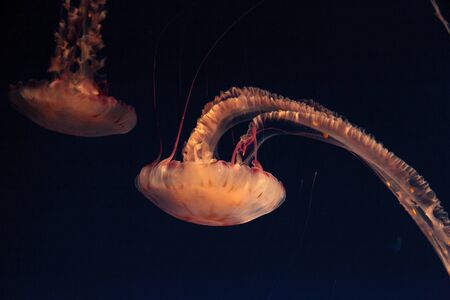Purple striped jellyfish, Chrysaora colorata, floats gracefully with its tentacles dangling.の写真素材