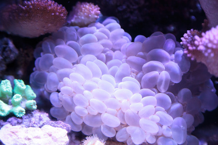 Bubble coral scientifically known as Plerogyra sinuosa in a saltwater aquariumの写真素材