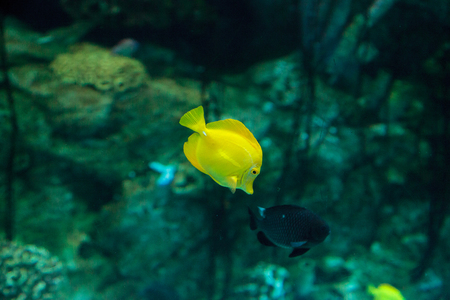 Yellow tang fish, Zebrasoma flavenscens, is a saltwater aquarium fish that is found in the Pacific and Indian Oceans in the wildの写真素材