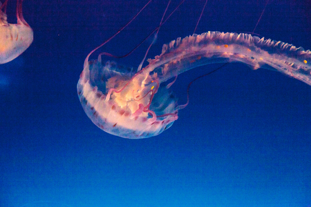 Purple striped jellyfish, Chrysaora colorata, floats gracefully with its tentacles dangling.の写真素材