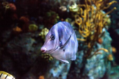 Yellowtail surgeonfish called Prionurus punctatus in a saltwater aquarium