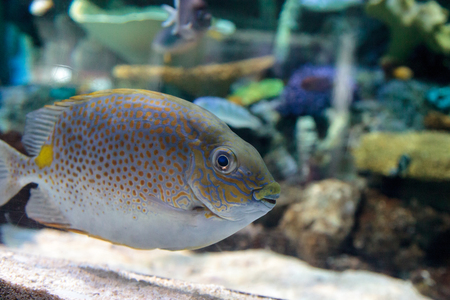 Yellowspot rabbitfish Siganus guttatus swims across a coral reef.