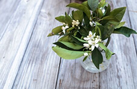 White fragrant orange blossom blooms in a glass vase on green leaves in the background in spring.の写真素材