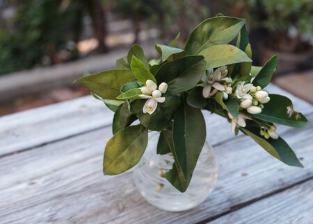 White fragrant orange blossom blooms in a glass vase on green leaves in the background in spring.の写真素材