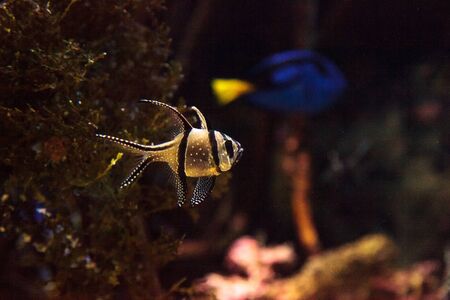Banggai Cardinalfish Pterapogon kauderni in a mangrove swamp.の写真素材