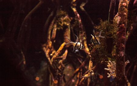 Banggai Cardinalfish Pterapogon kauderni in a mangrove swamp.の写真素材