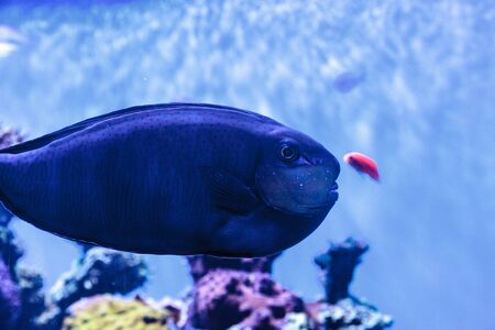 Bignose unicornfish known as Naso vlamingii in a coral reefの写真素材