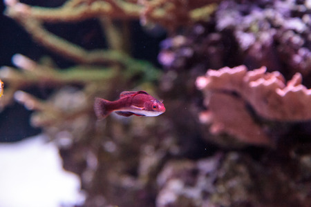 Dark red Cirrhilabrus sailfin fairy wrasse found in the Philippines on a coral reef