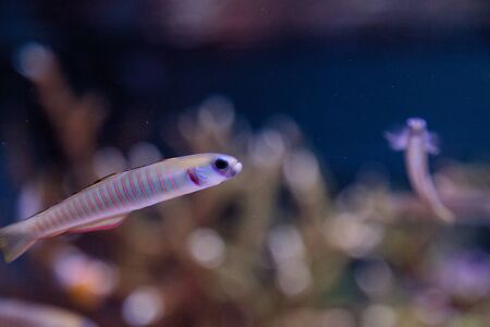 Shotsilk goby Ptereleotris zebra darts around a coral reef aquariumの写真素材