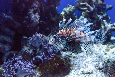 Lionfish Pterois volitans swims on a coral reef.