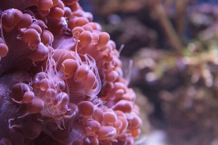 Bubble coral Plerogyra flexuosa in a marine reef aquarium.