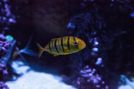 Golden Jack Gnathanodon speciosus swims in an aquarium.の写真素材