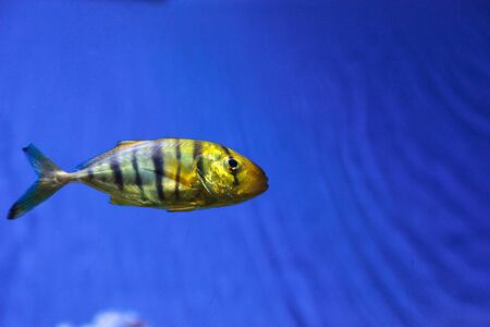 Golden Jack Gnathanodon speciosus swims in an aquarium.