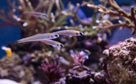 Shotsilk goby Ptereleotris zebra darts around a coral reef aquariumの写真素材