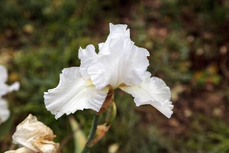 White bearded iris flower blooms in a botanical garden in Southern California