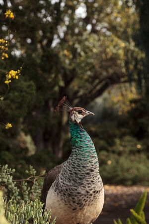 Brown and green female peafowl Pavo muticus at rest in a botanical gardenの写真素材