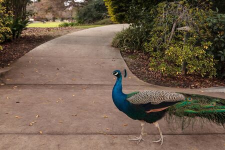 Blue and green male peacock Pavo muticus at rest in a botanical gardenの写真素材