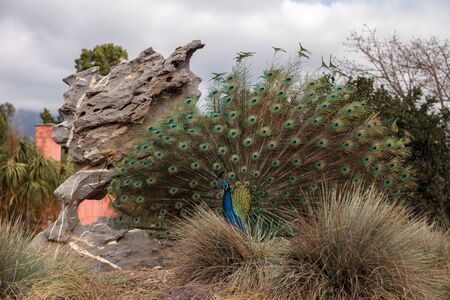Mating display of a blue and green male peacock Pavo muticus in a botanical gardenの写真素材
