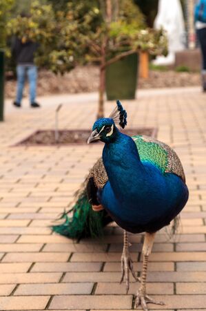 Blue and green male peacock Pavo muticus at rest in a botanical gardenの写真素材