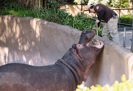 Los Angeles, CA, USA - January 28, 2017: Hippopotamus gets fed by his trainer at the Los Angeles Zoo in Southern California, USA. Editorial use only.のeditorial素材