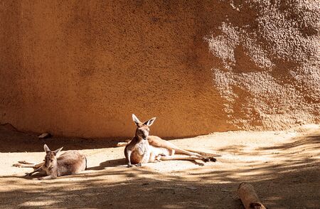 Kangaroo relaxes on the sand in front of rocks.