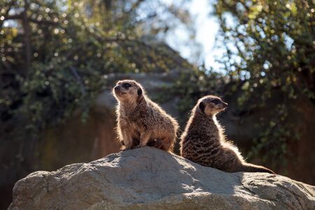 Meerkat , Suricata suricatta, on a large rock, on the lookout for predators or food.の写真素材