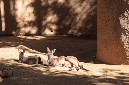 Kangaroo relaxes on the sand in front of rocks.の写真素材