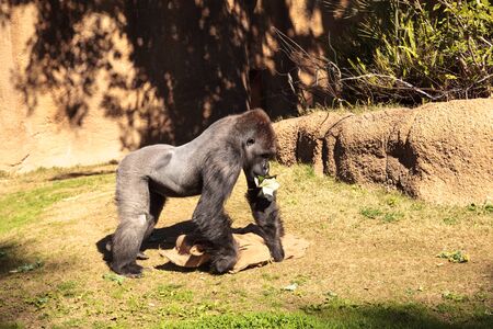 Western Lowland Gorilla is found in forests and lowland swamps in Africaの写真素材