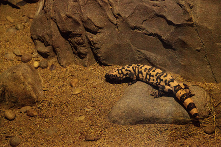 Gila monster, Heloderma suspectum, crawling over rocks in a desert environment.の写真素材