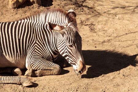 Grevy's zebra, Equus grevyi, relaxes in the sun after a dust bath.の写真素材