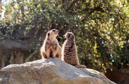 Meerkat , Suricata suricatta, on a large rock, on the lookout for predators or food.