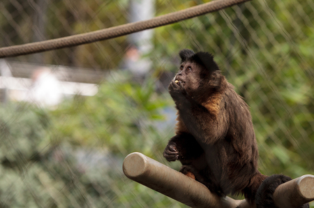 Tufted capuchin monkey of the genus Cebus apella apella sits in on a tree branch and eats.の写真素材