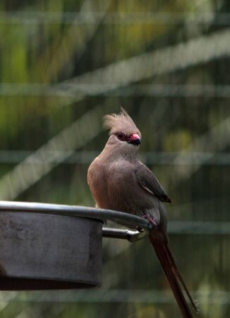 Blue naped mousebird known as Urocolius macrourus is found in Africaの写真素材