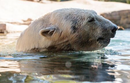 Polar bear known as Ursus maritimus swims in a cold pool with its mate and plays in the waterの写真素材