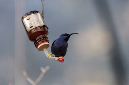 Purple honeycreeper known as Cyanerpes caeruleus can be found in western Columbiaの写真素材