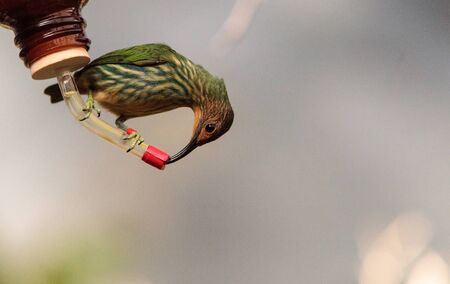 Female purple honeycreeper known as Cyanerpes caeruleus can be found in western Columbiaの写真素材