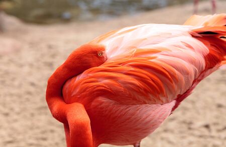 Pink Caribbean flamingo, Phoenicopterus ruber, in the middle of flock flamingos during breeding season.の写真素材