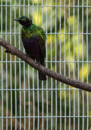 Emerald starling bird known as Lamprotornis iris is a beautiful green blue colorの写真素材