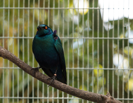 Blue eared glossy starling known as Lamprotornis chalybaeus is seen in Africaの写真素材