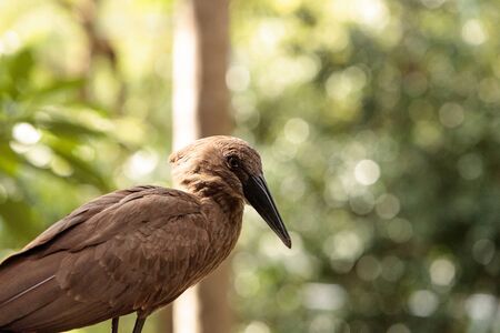 Hamerkop known as Scopus umbretta is a bird from sub-saharan Africaの写真素材