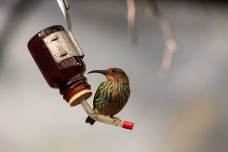 Female purple honeycreeper known as Cyanerpes caeruleus can be found in western Columbiaの写真素材