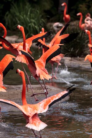 Pink Caribbean flamingo, Phoenicopterus ruber, in the middle of flock flamingos during breeding season.の写真素材