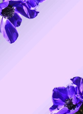 Purple anemone flower invitation illustrator templateの写真素材