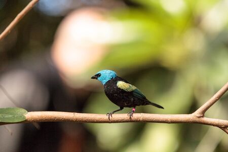 Blue necked tanager scientifically known as Tangara cyanicoilis is found in Central Columbia.の写真素材