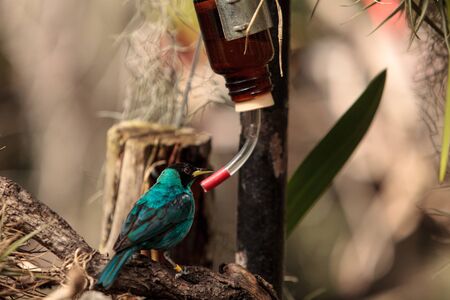 Green honeycreeper scientifically known as Chlorophanes spiza is found in the forest of South America.の写真素材
