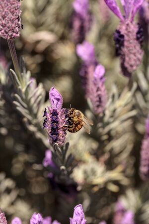 Honeybee, Apis mellifera, gathers pollen on a flower in spring in Southern California, United States.の写真素材