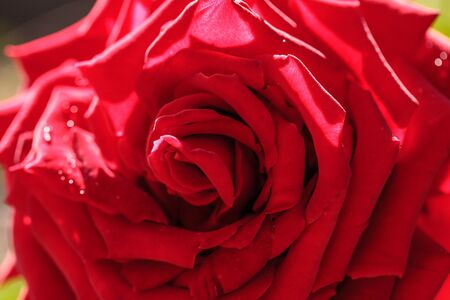 Red rose flower in full bloom with curled petals in a botanical garden in spring.の写真素材